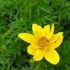 Bidens ferulifolia 'BID 719' PP#22271 (Goldilocks Rocks[R]), flowers