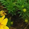 Bidens ferulifolia 'BID 719' PP#22271 (Goldilocks Rocks[R]), flowers