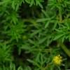 Bidens ferulifolia 'BID 719' PP#22271 (Goldilocks Rocks[R]), flowers