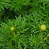 Bidens ferulifolia 'BID 719' PP#22271 (Goldilocks Rocks[R]), flowers