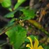 Bidens laevis, habit