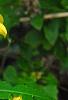 Bidens laevis, habit