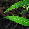 Bidens laevis, habit