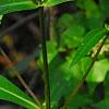 Bidens laevis, habit