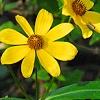 Bidens laevis, habit