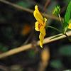 Bidens laevis, habit