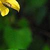 Bidens laevis, flowers