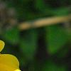 Bidens laevis, flowers