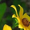 Bidens laevis, flowers