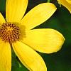 Bidens laevis, flowers