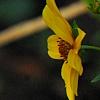 Bidens laevis, flowers