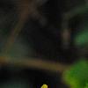 Bidens laevis, flowers