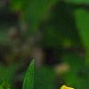 Bidens laevis, flowers
