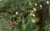 Boltonia asteroides 'Snowbank', habit