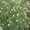 Boltonia asteroides 'Snowbank', habit