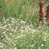 Boltonia asteroides 'Snowbank', habit