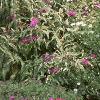 Boltonia asteroides 'Snowbank', habit