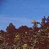 Boltonia asteroides 'Snowbank', habit