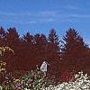 Boltonia asteroides 'Snowbank', habit