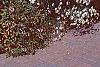 Boltonia asteroides 'Snowbank', habit