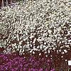 Boltonia asteroides 'Snowbank', habit