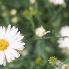 Boltonia asteroides 'Snowbank', flowers