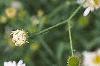 Boltonia asteroides 'Snowbank', flowers