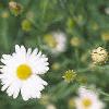 Boltonia asteroides 'Snowbank', flowers
