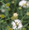 Boltonia asteroides 'Snowbank', flowers