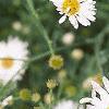 Boltonia asteroides 'Snowbank', flowers