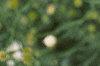 Boltonia asteroides 'Snowbank', flowers