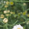 Boltonia asteroides 'Snowbank', flowers