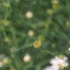 Boltonia asteroides 'Snowbank', flowers