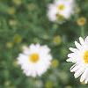 Boltonia asteroides 'Snowbank', flowers