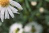 Boltonia asteroides 'Snowbank', flowers