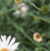 Boltonia asteroides 'Snowbank', flowers