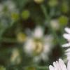 Boltonia asteroides 'Snowbank', flowers