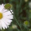Boltonia asteroides 'Snowbank', flowers