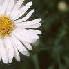 Boltonia asteroides 'Snowbank', flowers