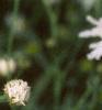 Boltonia asteroides 'Snowbank', flowers