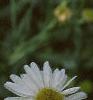Boltonia asteroides 'Snowbank', flowers