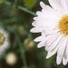 Boltonia asteroides 'Snowbank', flowers