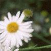 Boltonia asteroides 'Snowbank', flowers