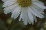 Boltonia asteroides 'Snowbank', flowers