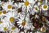 Boltonia asteroides 'Snowbank', flowers