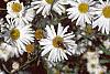 Boltonia asteroides 'Snowbank', flowers