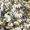Boltonia asteroides 'Snowbank', flowers