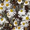 Boltonia asteroides 'Snowbank', flowers