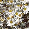 Boltonia asteroides 'Snowbank', flowers