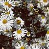 Boltonia asteroides 'Snowbank', flowers